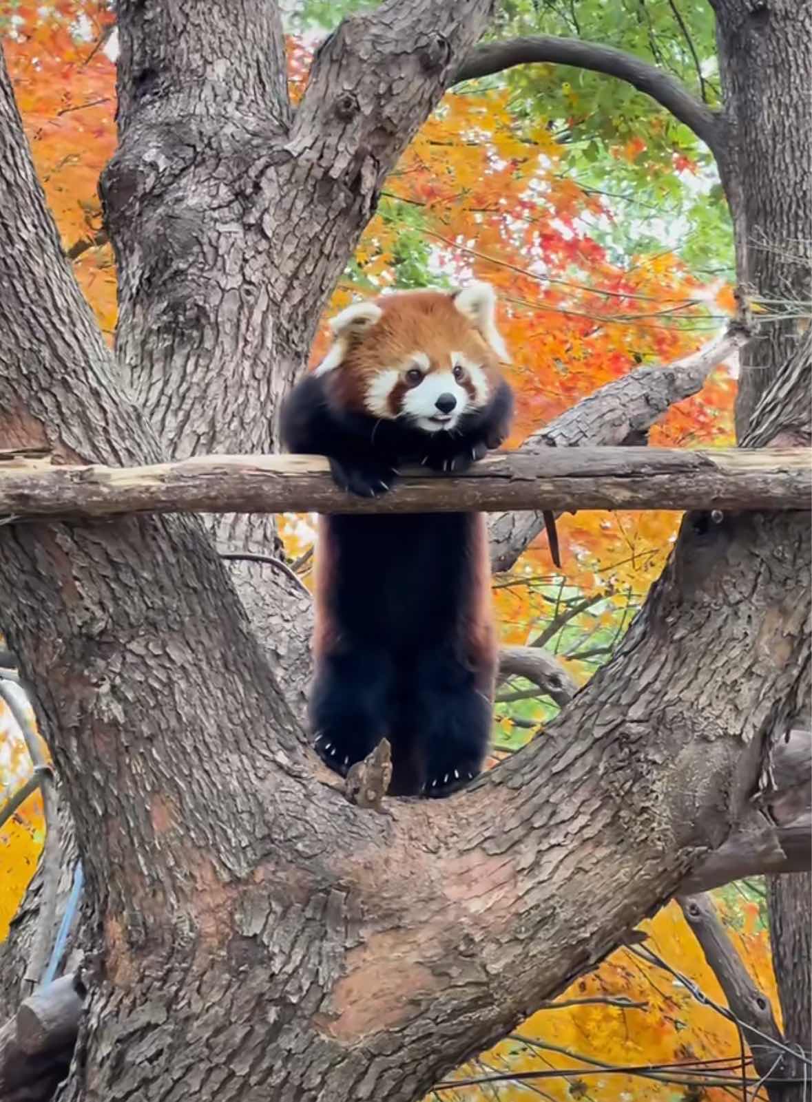 小熊猫