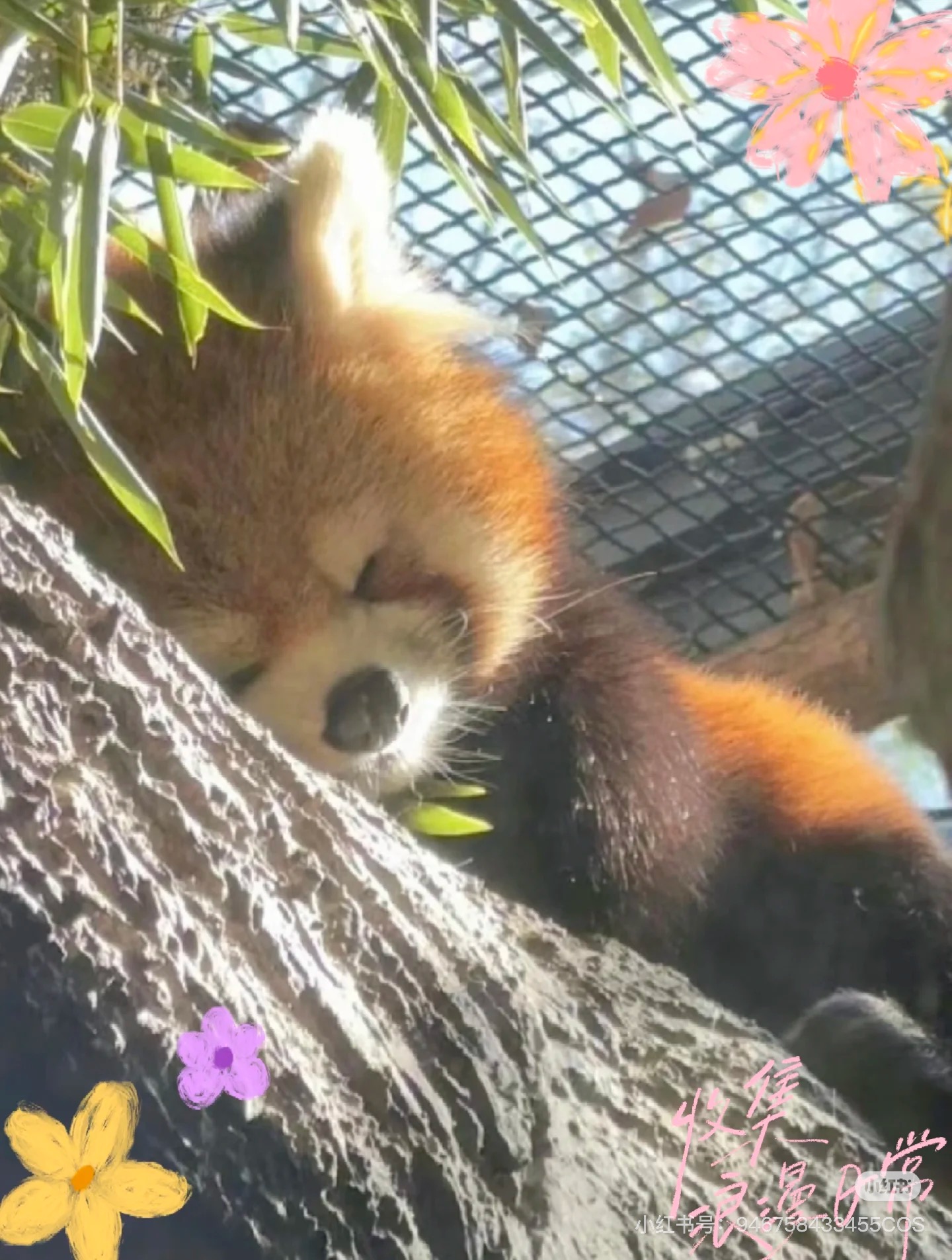 小熊猫